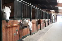 Les Ecuries du Rosey, Poney-club