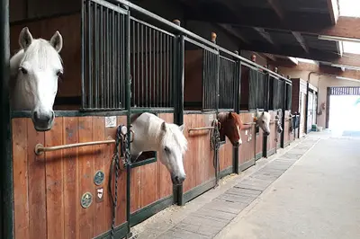 Les Ecuries du Rosey, Poney-club