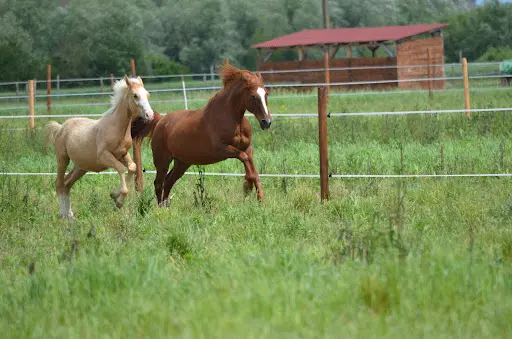 Centre Equestre de Shamence