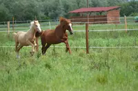 Centre Equestre de Shamence