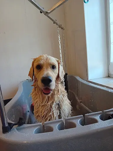 Toilettage Canin