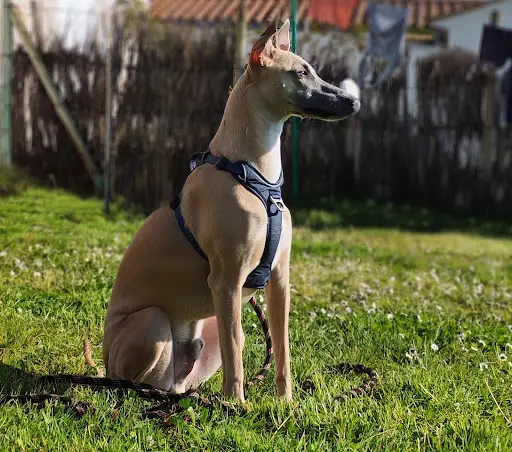 Instinct Canin - Éducateur et Comportementaliste Canin les Sables d'Olonne et Alentours