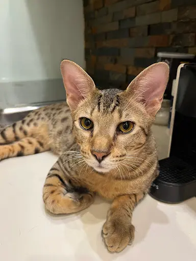 Chatterie du Mérovingien - Savannah / Maine Coon
