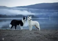 Elevage du Lac de Garm - Berger Blanc Suisse et Laika de Iakoutie