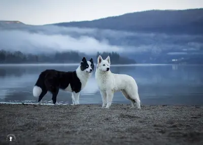 Elevage du Lac de Garm - Berger Blanc Suisse et Laika de Iakoutie