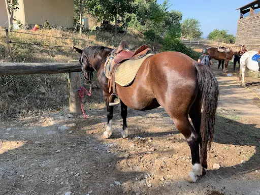 Centre Equestre du Rouret
