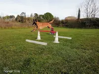 Obéissance-ô-poils