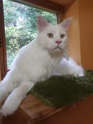 Chat Lu