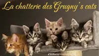 La Chatterie des Grugny’s Cats - Élevage de Maine Coon en Normandie
