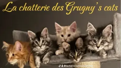 La Chatterie des Grugny’s Cats - Élevage de Maine Coon en Normandie