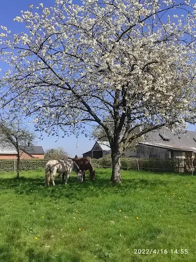 Ecuries des Absynts - Pension Équestre