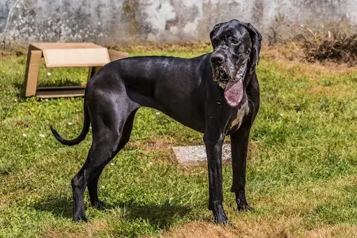 Earl des Terres du Grazo