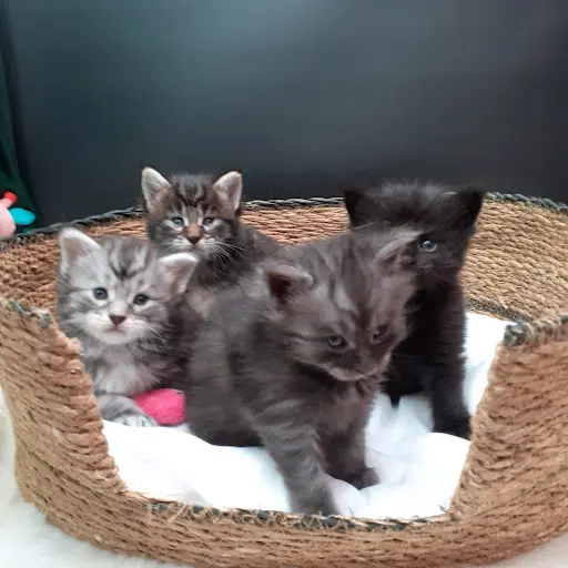 Chatterie des Targuizier S Elevage de Maine Coon