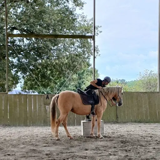 Ecurie Alegria Débourrage Rééducation du Cheval