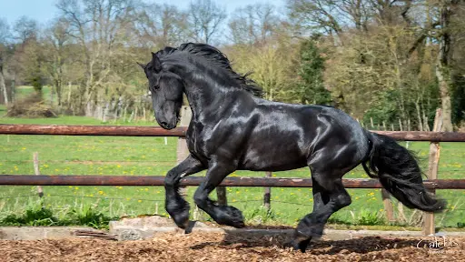 Haras et Élevage de la Gentilhommerie