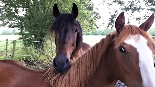 Ecuries du Gâvre