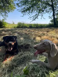 Educ Life (éducatrice et Comportementaliste Canin)