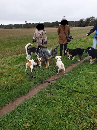 Expressions Canines 44 - Educatrice et Comportementaliste Canin sur Guérande et la Presqu Île de Guérande