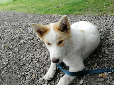 Polydog