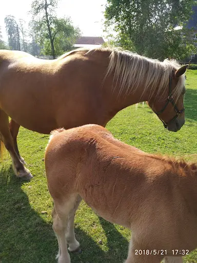 Haras de Rocquigny - Elévage et Pensions de Chevaux - Ecurie Jean-charles Siour