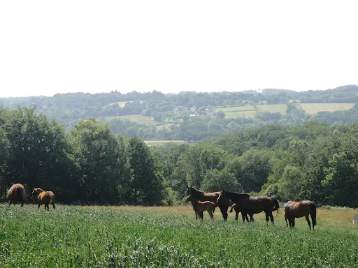 Elevage du Grand Val - Pension Chevaux