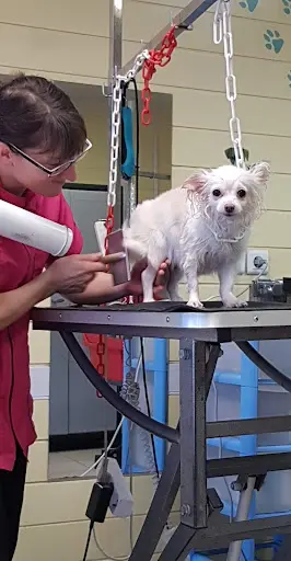 Toilettage Espace Canin