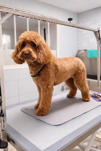 Natural Dog, Artisan Toiletteur Canin & Félin