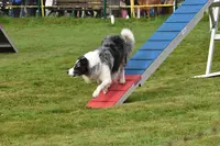 Club Canin de l'Iroise