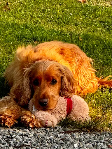 Styl Canin