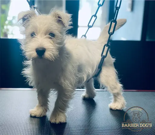 Esteban Barber Dog S
