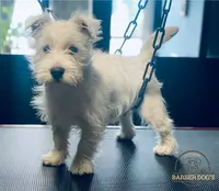 Esteban Barber Dog S