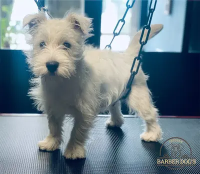 Esteban Barber Dog S
