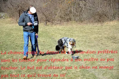 Educateur Canin Comportementaliste. le Secret des Chiens