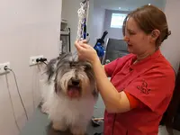 Au Dog Divin