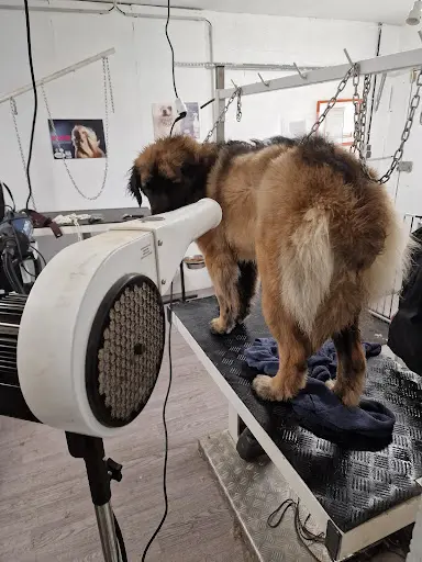 Bochien Bochat