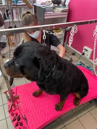 Le Barbier Canin Eurl