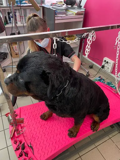 Le Barbier Canin Eurl