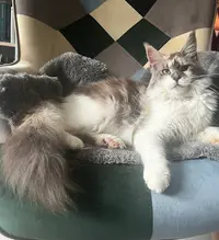 Chatterie Patayan’s, Élevage de Maine Coon Loof, Bretagne, Ille et Vilaine
