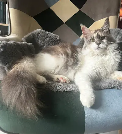 Chatterie Patayan’s, Élevage de Maine Coon Loof, Bretagne, Ille et Vilaine