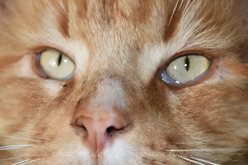 Chatterie de la Prairie aux Lynx