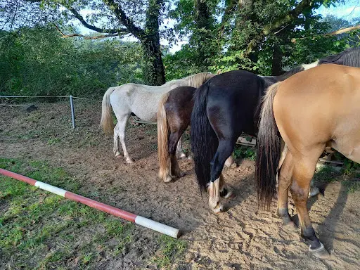 Ker Ehwaz Equitation