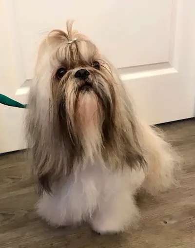 La Calypso