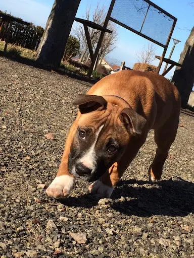 Bullrott Éducation Canine