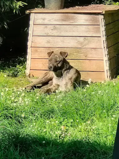 Educateur Canin - Une Fille et des Chiens - Educatrice Canin