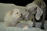 Caranusca : Élevage de Chiens de Race Chow Chow, Braque de Weimar et Alaskan Klee-kaï
