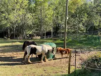 Pension Canine des Monts du Forez