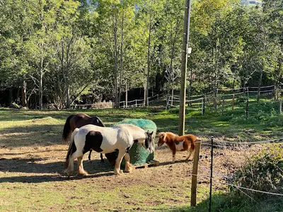Pension Canine des Monts du Forez