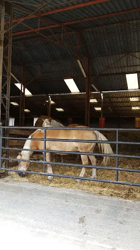 Poneys des Quatre Saisons