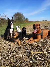 Un Chien Une Histoire