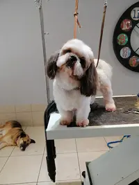 Le Chien Chic Salon de Toilettage Chien et Chat Haguenau